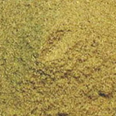 «الكمون» لإزالة الكرش وتطهير الجسم!