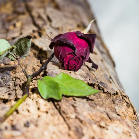 امرأة شاركت زوجها الموت كما شاركته الحياة