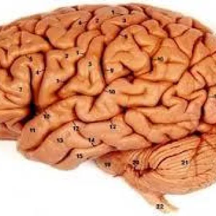 دراسة: مخ المرأة أكثر قابليَّة للفكاهة