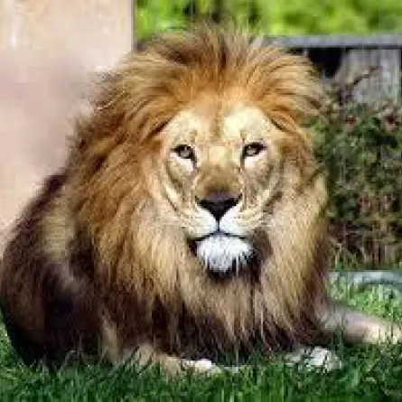 أسد يتجول بين المارة