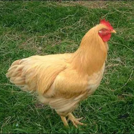 السعودية تحظر استيراد الدجاج مجدداً بسبب إنفلونزا الطيور