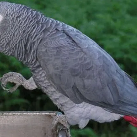 ببغاء يملك روبوتاً