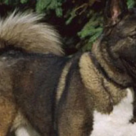 "كلب" بيرلسكوني يحصل على حساب في فيسبوك