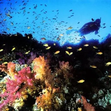 السياحة تنظم مؤتمراً لآثار البحر الأحمر