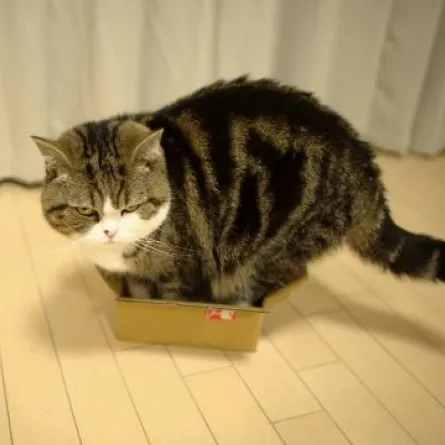 «مارو» أشهر قط في العالم