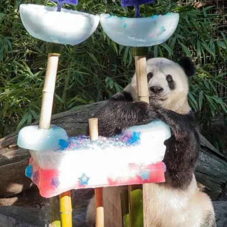 قالب حلوى عملاق لعيد ميلاد باندا