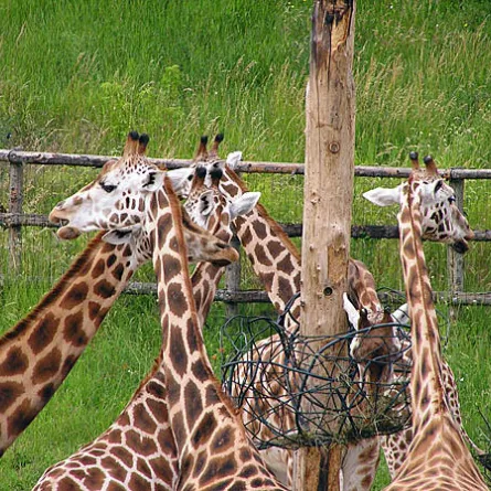 أطول زرافة في الأرض