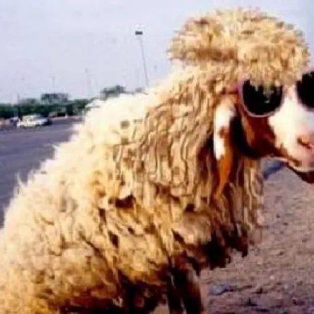 قصص ومواقف لا تُنسى مع خروف العيد