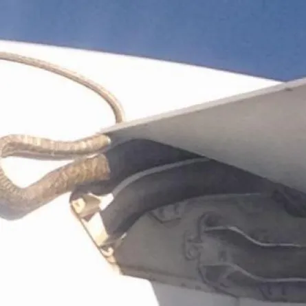 بالصور.."ثعبان" يحاول الفرار من الموت على جناح طائرة باستراليا