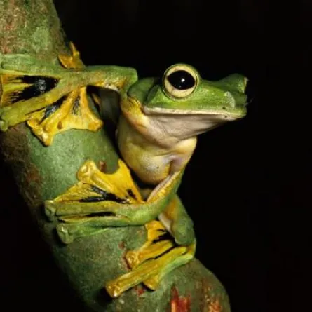 اكتشاف ضفادع طائرة