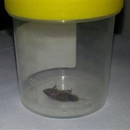 صرصور يعيش يومين في أذن رجل