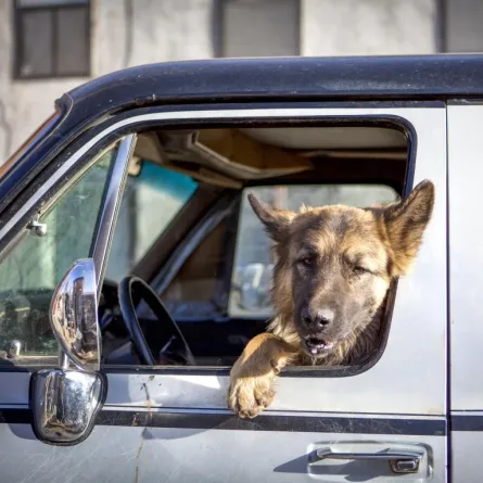 كلب يقود سيّارة ويتسبّب بحادث