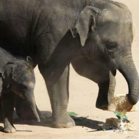 الأفيال تحلل شخصيّات البشر من الأصوات