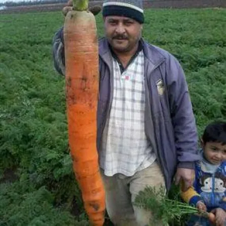 جزرة عملاقة في شمال لبنان