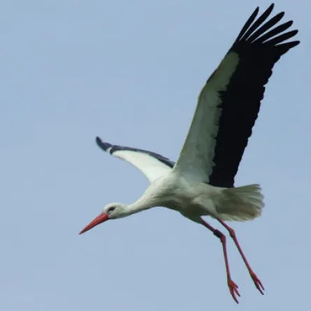طائر اللقلق يتسبب بقطع الكهرباء عن قرى فلسطينية