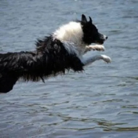 فلسطيني يدرب كلابه على انقاذ الغرقى من بحر غزة