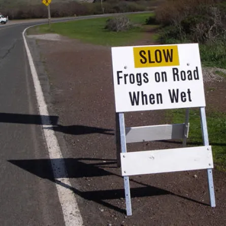 إغلاق شارع بمدينة بريطانية من أجل الضفادع