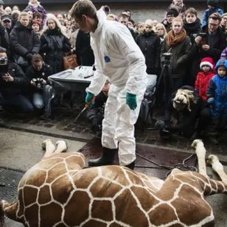 إعدام زرافة يعرِّض موظفي حديقة كوبنهاغن للقتل!