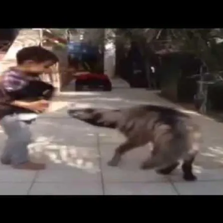 بالفيديو: طفل سعودي يتصدى لهجمات ضبع شرس دفاعًا عن "قرده"