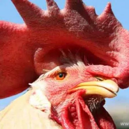 مغربية تقتل طفلها بسبب ديك!