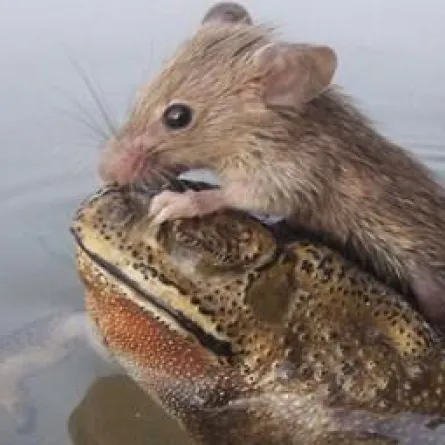 صور نادرة لضفدع ينقذ فأراً من الغرق