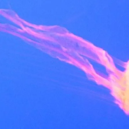 آيس كريم يشعّ في الظلام أغلى من الذهب!