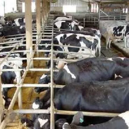 11 وظيفة للسعوديات للعمل في"حلب الأبقار"