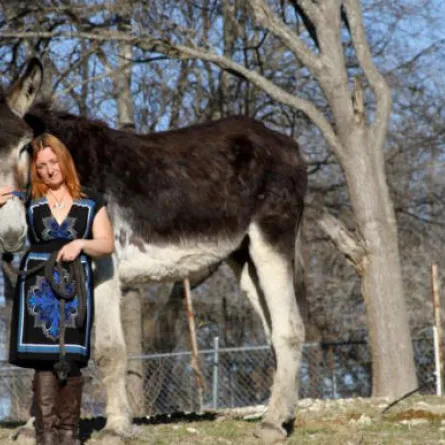 روملس أطول حمار في العالم