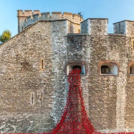 نبات الخشخاش الأحمر على "جسر لندن"