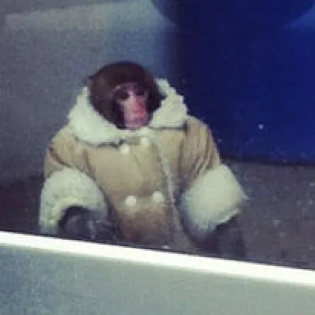 قرد بمعطف أنيق يتجول في أحد متاجر إيكيا