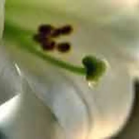 الزهور البرية تساعد في الشفاء من التهابات المفاصل