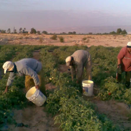 بنك مصريّ يُحارب العنوسة