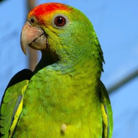 ببغاء يتقدم بشكوى ضدّ صاحبه