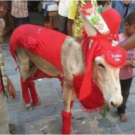 حمار يحتفل بعيد الحب