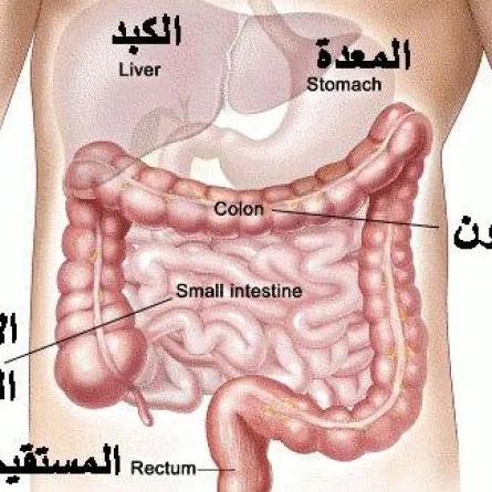 50 % من السعوديين مصابون بالقولون العصبي