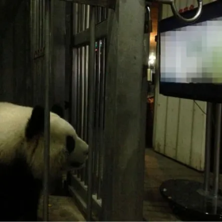 أفلام إباحية لحيوانات الباندا