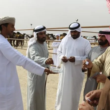 انطلاق مهرجان الظفرة بـ 1500 مشارك و25 ألف ناقة