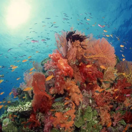 100 شاب سعودي ينظفون قاع البحر