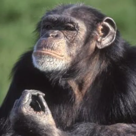 الشمبانزي أفضل من البشر في البورصة