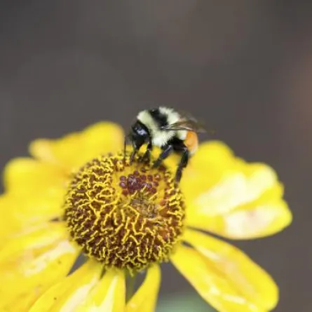 الأمم المتّحدة تنصح بتناول الحشرات لمكافحة البدانة