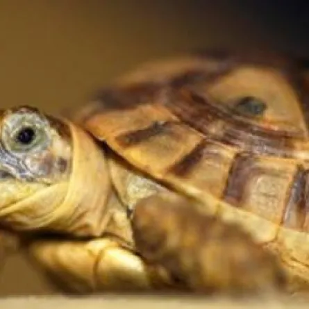 حادث بسبب سلحفاة