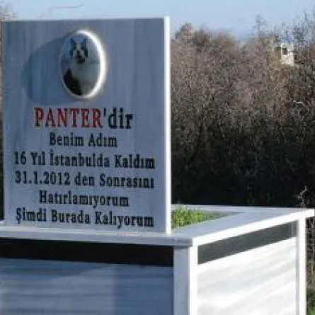 5 دونمات من أجل قبر قطة تركية!!