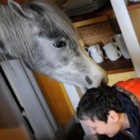 ألمانية تستضيف حصانها العربي في منزلها