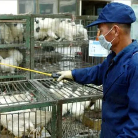 أنفلونزا طيور جديدة تقتل 16 صينياً في أسبوعين