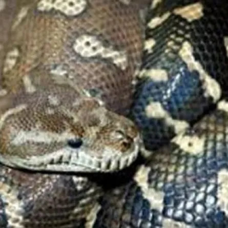 40 أفعى في غرفة فندقيَّة بكندا