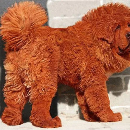 حديقة حيوان صينية تخدع زوارها