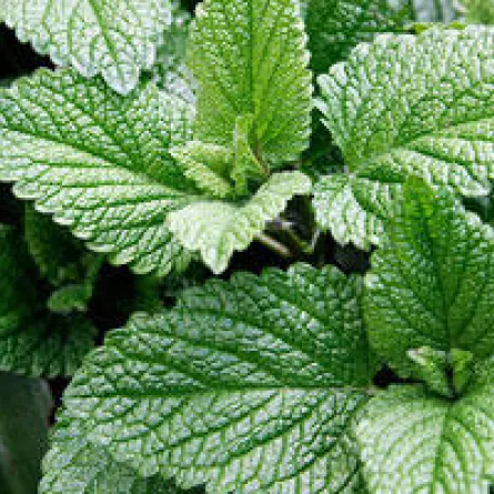 الروزماري والنعناع لمرضى الزهايمر