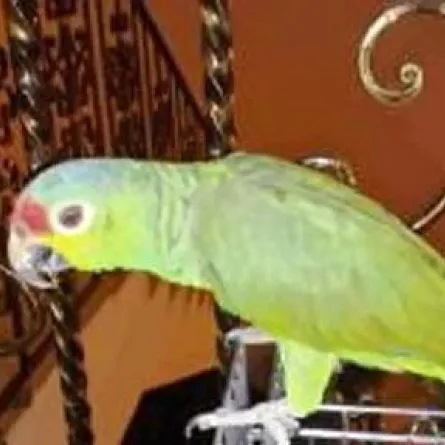ببغاء مثقف يتحدث ثلاث لغات