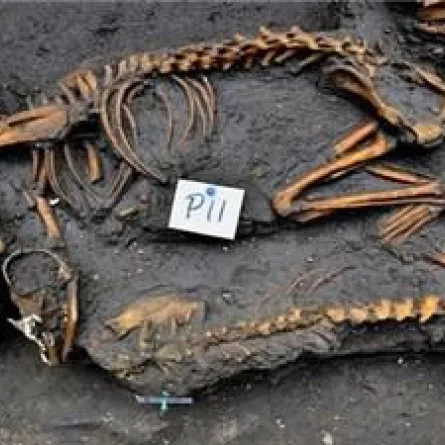 اكتشاف مقبرة لكلاب يزيد عمرها على 500 عام في المكسيك