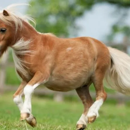 العثور على أصغر حصان في العالم